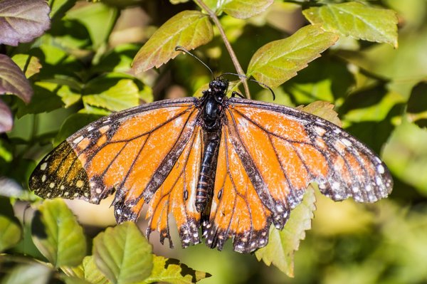 Les avantages d'une carte bancaire sans frais à l'étranger